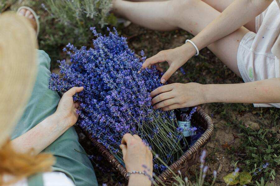 Dos personas se sientan en el suelo, arreglando flores frescas de lavanda en una cesta de mimbre; sólo se ven sus manos mientras trabajan al aire libre, compartiendo un momento tranquilo que resulta tan relajante como reclamar la legítima de las tradiciones familiares más queridas.